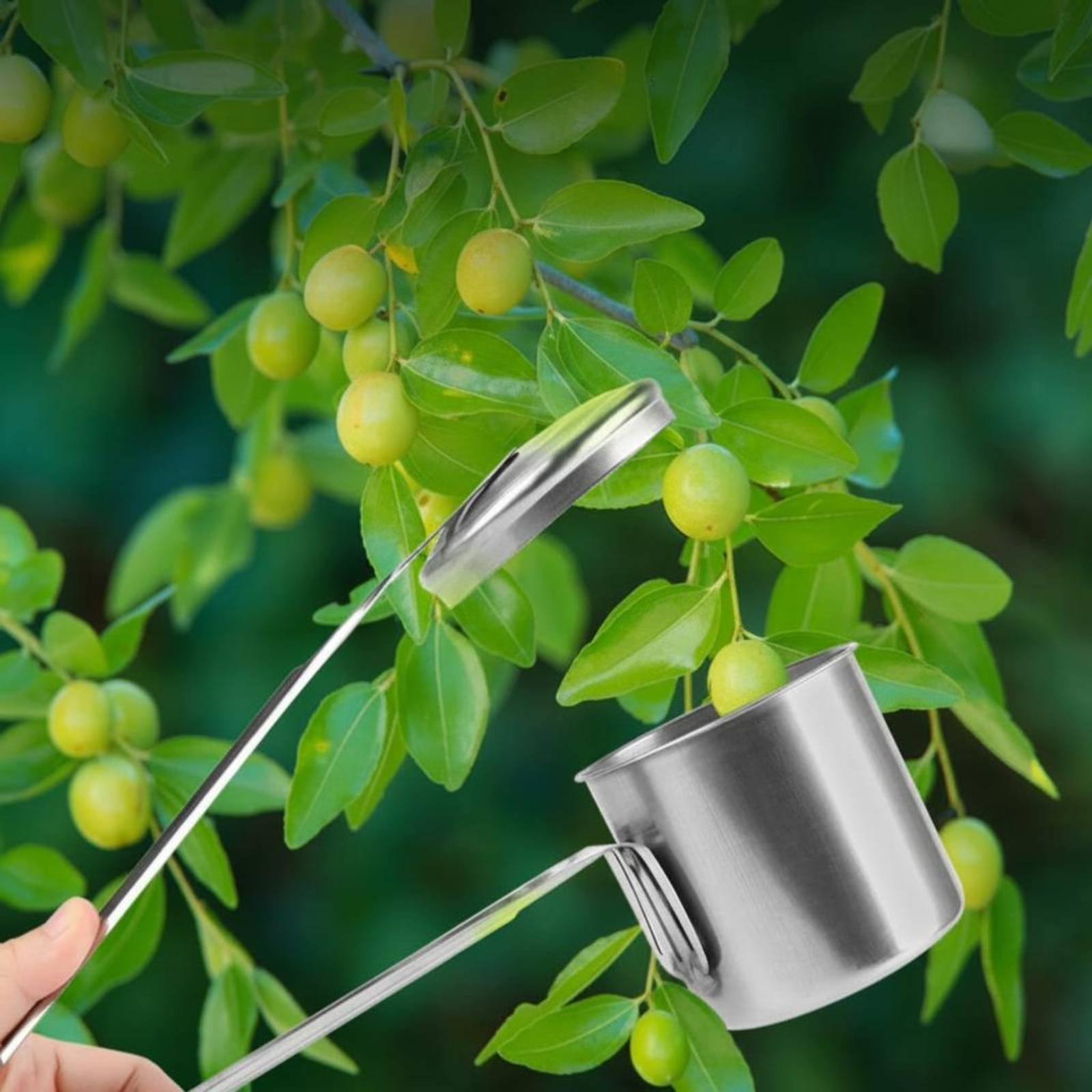 Gardening Tools Uses - Cortador de Frutas em Aço Inoxidável