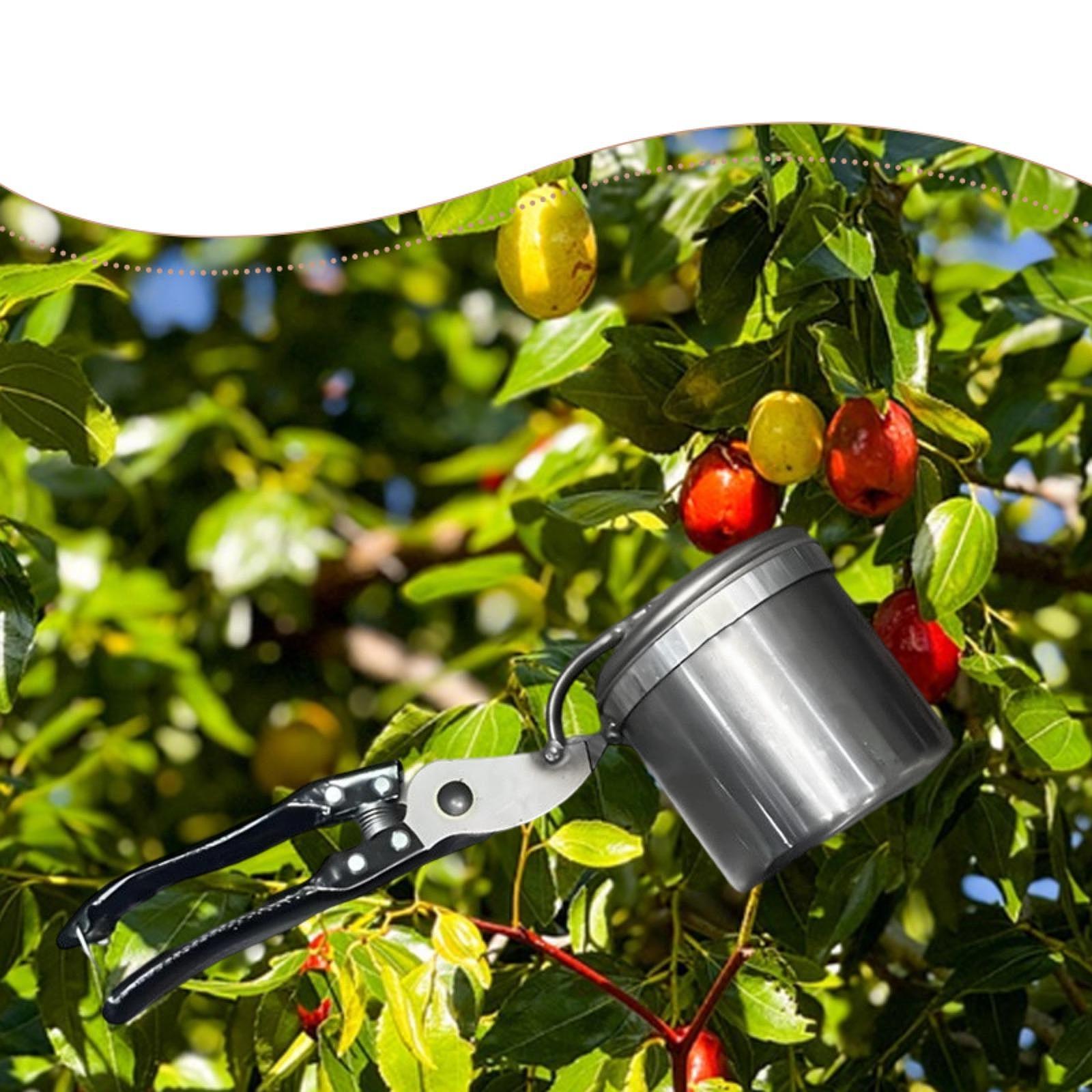 Selecionador de frutas, ferram - Gardening Tools Uses avaliação e preço